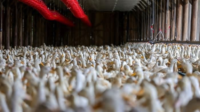 Brasil erradica do foco da gripe aviária e notifica Organização Mundial da Saúde Animal