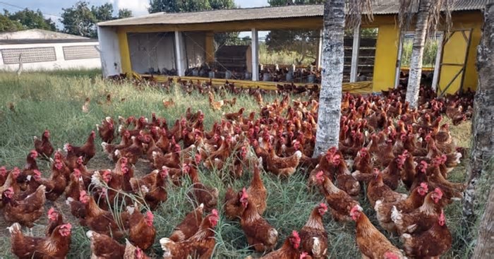Gripe aviária: casos em investigação no país chegam a 11
