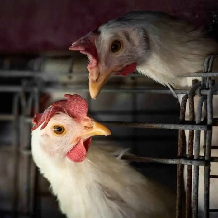 Gripe aviária: caso foi detectado em aves ornamentais da Grande BH