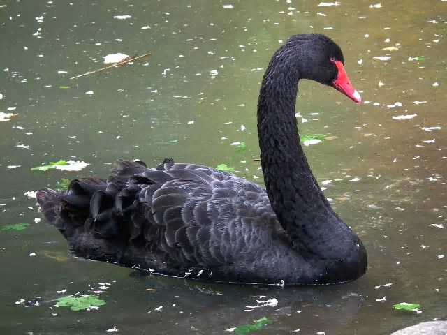 Minas confirma caso de gripe aviária em cisne negro e decreta emergência animal