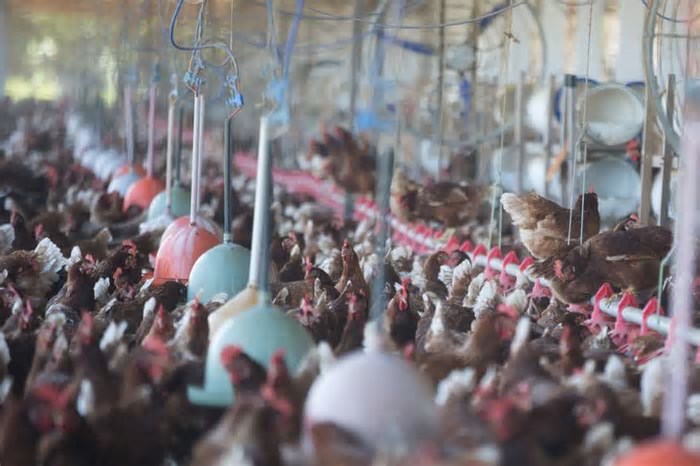 Empresa cearense investe R$ 100 mi para alcançar produção de 2 milhões de ovos por dia