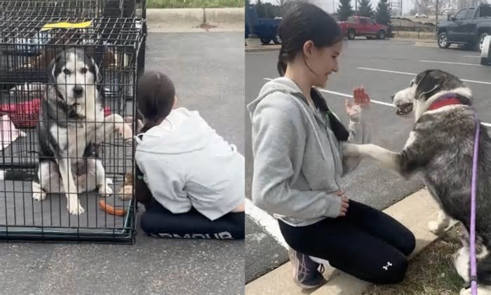 Cão esquecido no abrigo ganha família: ‘Ela o escolheu entre todos e ele finalmente soube o que era ser amado’