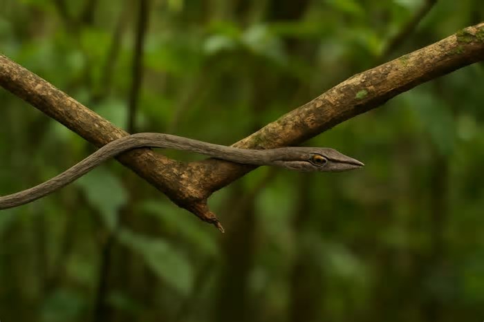 Serpente-cipó: como ela se camufla e por que é difícil de notar