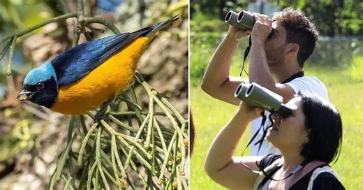 Roteiro de observação de pássaros reúne opções de passeios em SP
