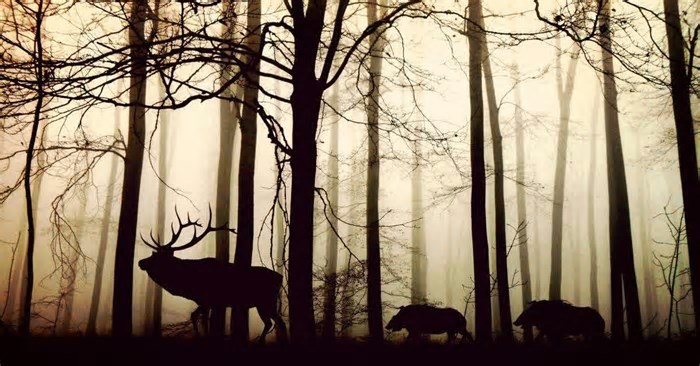 Fatos curiosos sobre várias espécies de animais