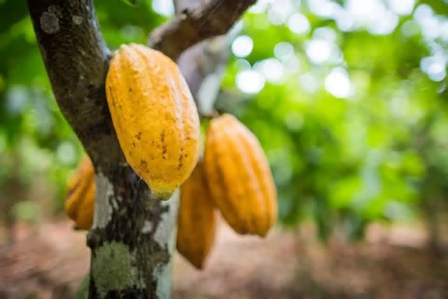Exportações do Ceará crescem quase 20% no quadrimestre