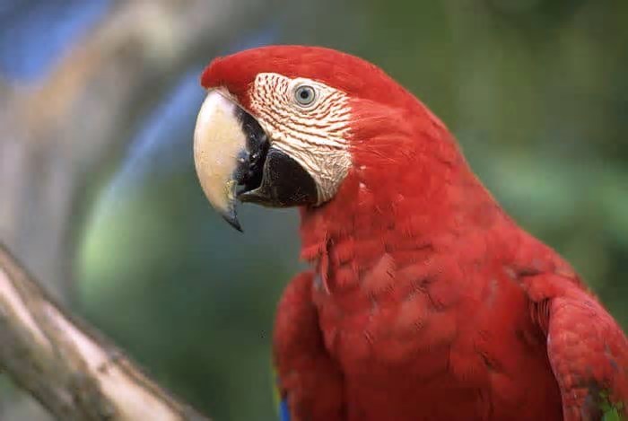 Operação combate exploração de animais silvestres usados para fotos com turistas