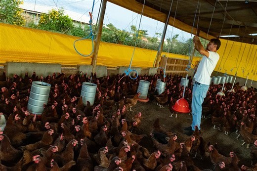 Confinamento, cal e luvas: granjas entram em alerta contra gripe aviária