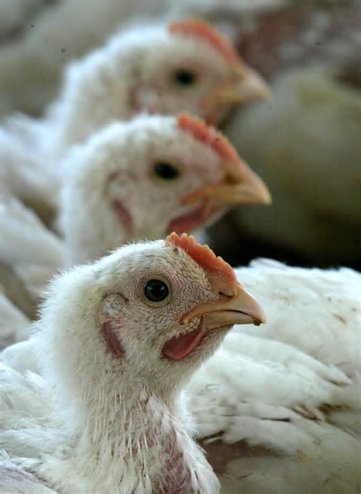 Gripe aviária: Câmara aprova urgência de projeto que prevê indenização a produtores afetados por emergências sanitárias