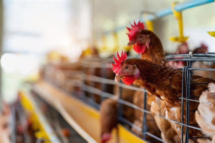 Governo descarta gripe aviária em granja comercial de Santa Catarina