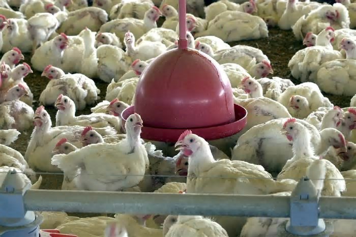 Gripe aviária: Câmara aprova urgência de projeto de indenização a produtores afetados