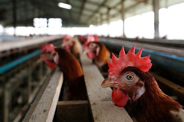 Governo brasileiro investiga 12 casos suspeitos de gripe aviária