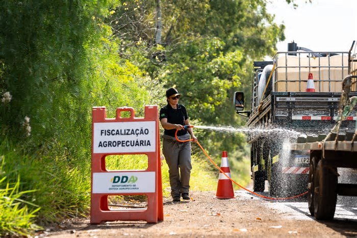 Gripe aviária: vírus no Brasil tem 'potencial adaptação' a mamíferos