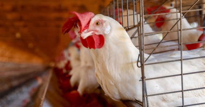 Gripe aviária: mais três países suspendem importação de frango do Brasil; veja a lista