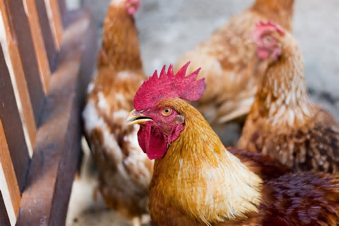 Suspeita de gripe aviária em granja comercial de SC é descartada; há 12 investigações