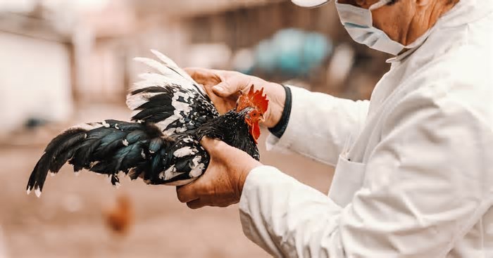 Gripe aviária: Brasil notifica erradicação do foco da doença à Organização Mundial de Saúde Animal