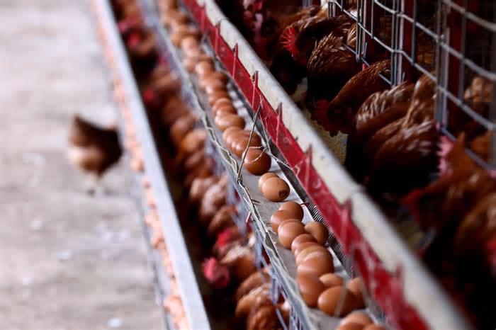 Exportação de frango do Brasil cai 1,5% após caso de gripe aviária