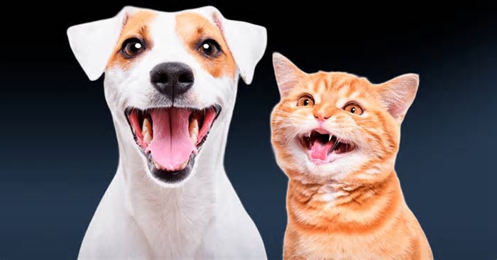 Por que alguns gatos sorriem como cachorros?