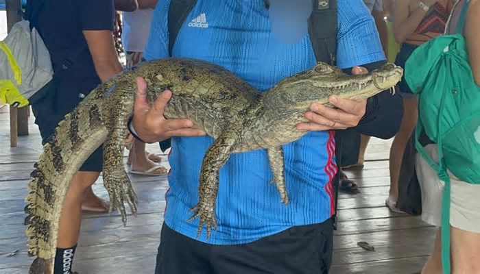 Turismo exploratório no AM causa danos irreversíveis à fauna, diz bióloga