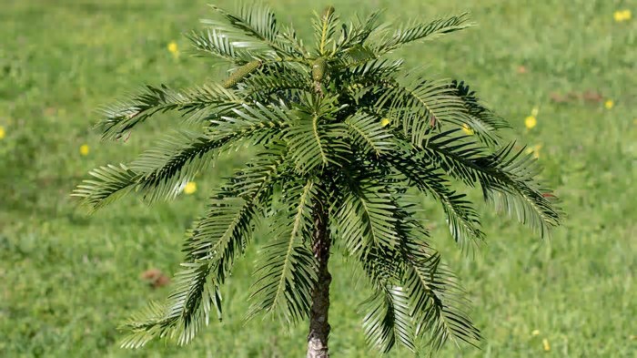 Conheça o Wollemi, árvore dos dinossauros que tem “parentes” no Brasil