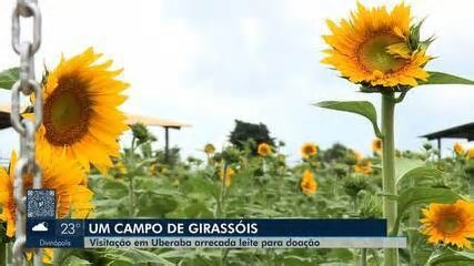 Campo de girassóis da BR-050 recebe visitantes até 7 de maio; confira como agendar visita