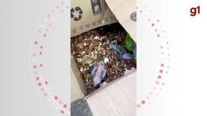 Mais de 70 aves silvestres e um jabuti são resgatados de comércio ilegal na Feira da Parangaba, em Fortaleza