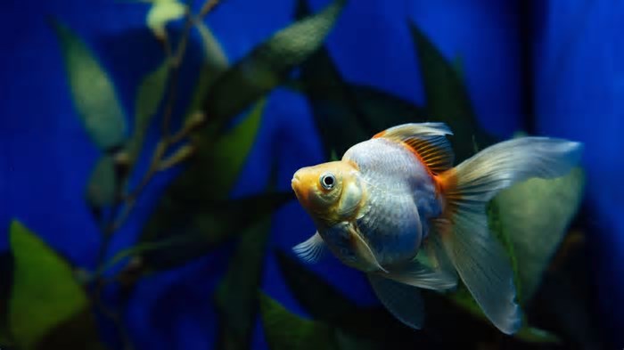 Afinal, os peixes bebem água?