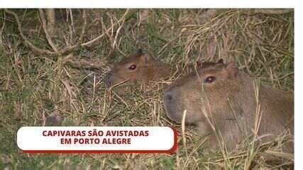 Grupo de capivaras é avistado descansando perto de avenida movimentada em Porto Alegre