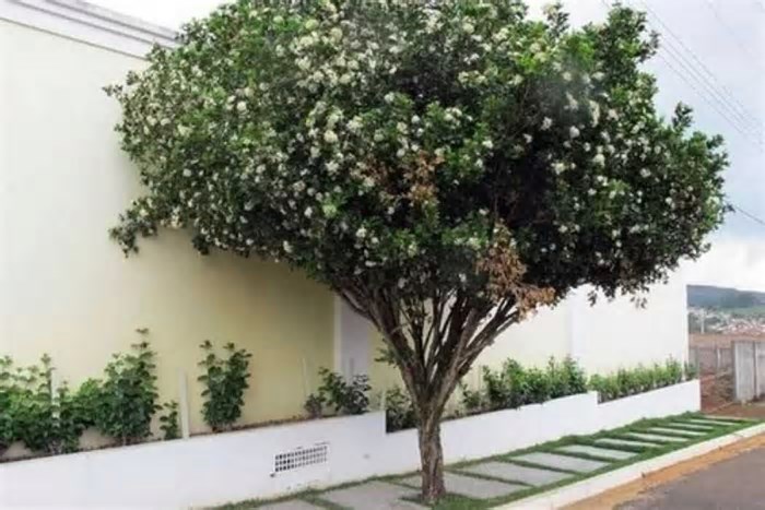 Prefeitura dá aval para erradicação de murta em MS