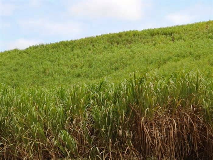 Recife recebe Pernambuco Carbon Summit com foco em inovação sustentável e créditos de carbono