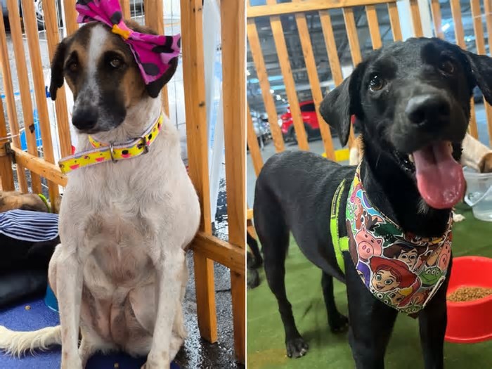 Galeria no Recife promove evento de adoção de pets neste sábado (24); veja detalhes