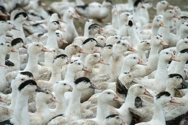 Surto de gripe aviária em mamíferos no mundo duplicou em 2024