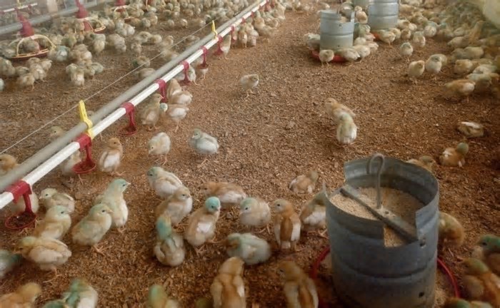 Há risco de consumir carne de frango em meio aos casos de gripe aviária?