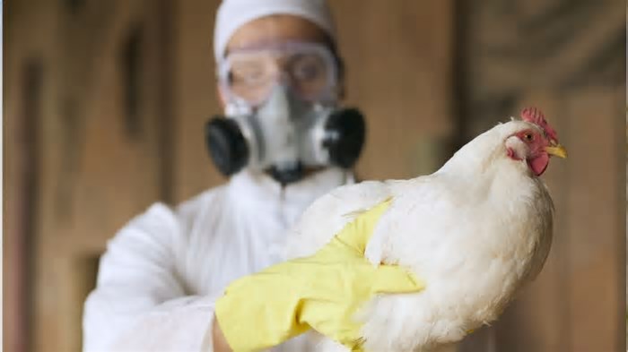Vacinação Contra Gripe Aviária Ajuda a Manter o Fluxo do Comércio Global, Diz OMSA