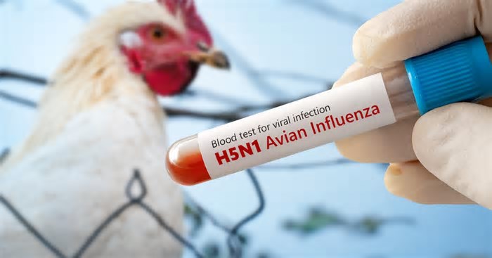 Análises de suspeitas de gripe aviária em granjas comerciais em SC e TO continuam