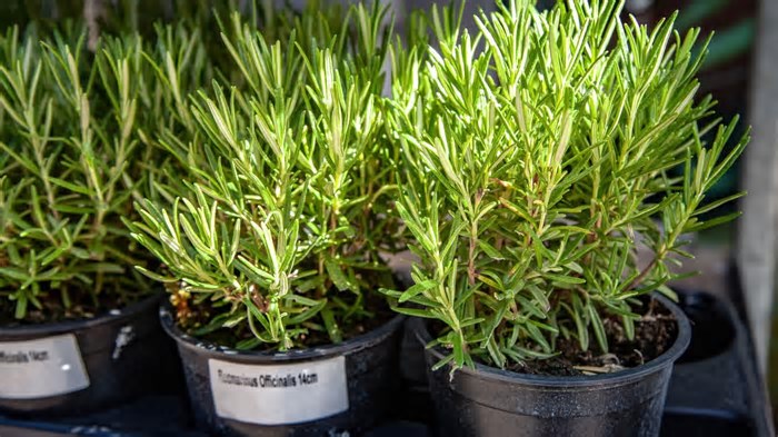 Conheça os benefícios dessa planta para a saúde e como plantar em casa