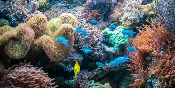Pesquisadores descobrem megasistema de corais na costa brasileira; saiba mais