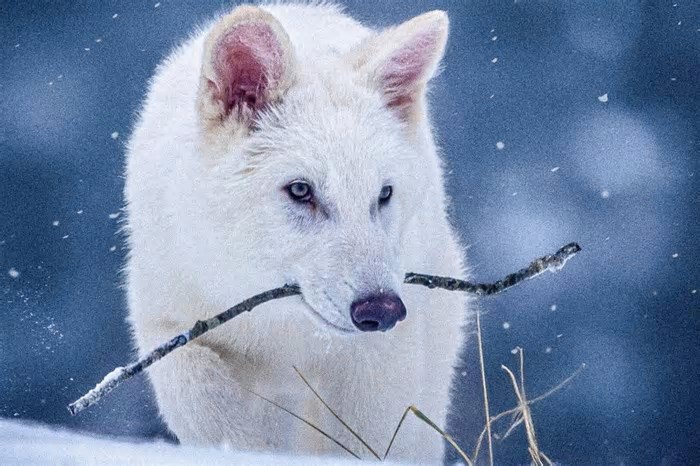 Cientista agora admite que volta de lobo extinto é falsa
