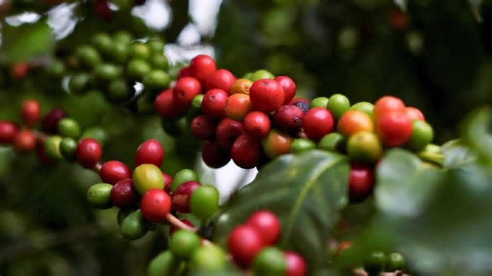 Colheita Brasileira de Café de 2025 Tem Início Lento