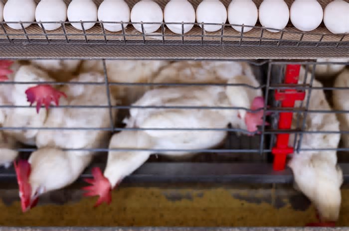 RS declara estado de emergência em saúde animal para gripe aviária e inicia vistorias