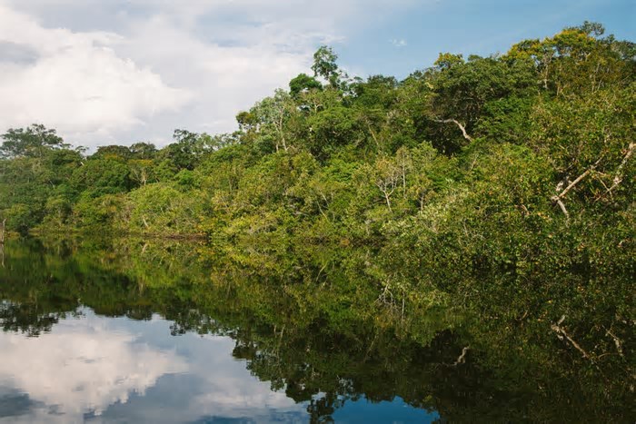 Amazônia: o futuro dos negócios sustentáveis