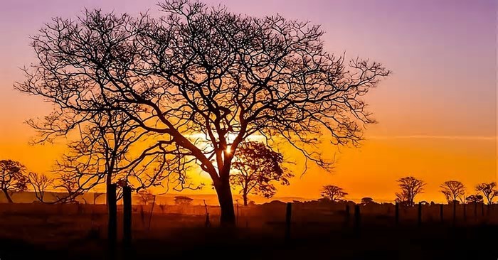 Seminário debate sustentabilidade da produção no Cerrado e prepara o Estado para a COP 30