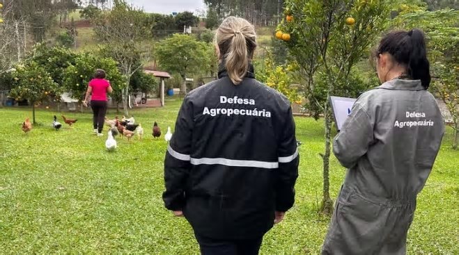 Novo caso de gripe aviária é confirmado no Brasil