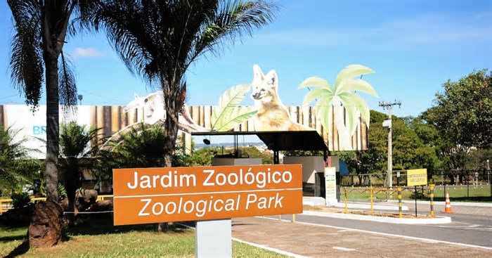 Gripe aviária: zoo de Brasília fecha após duas aves morrerem com suspeita da doença