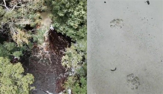 VÍDEO: presença de onça com filhote fecha cachoeira em Presidente Figueiredo