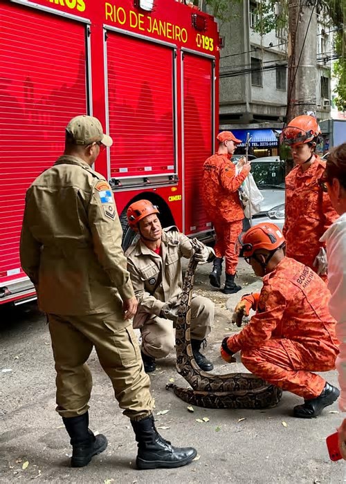 Jiboia é resgatada pelos bombeiros em Botafogo