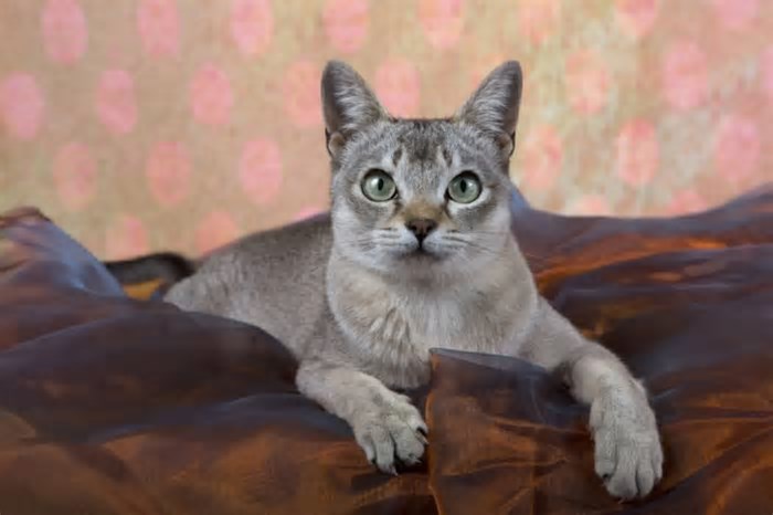 6 gatos pequenos que são perfeitos para ter em casa