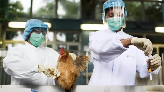 Uruguai, México e Chile suspendem importação de frango brasileiro após caso de gripe aviária