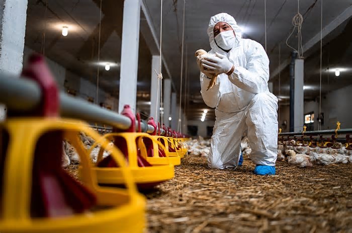 Após caso de gripe aviária, Uruguai e Chile suspendem importação de frango do Brasil