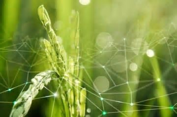 COP30: Brasília busca soluções para o agro em tempos de crise climática